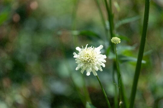 Close up of a cream scabious (scabiosa ochroleuca) flower in bloom