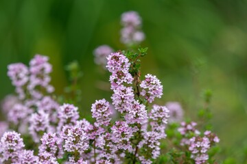 Obraz premium Close up of creeping thyme (thymus serpyllum) flowers in bloom