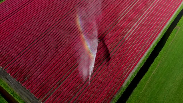 Aerial view of vibrant red tulip fields being watered by a sprinkler with a small rainbow effect in the countryside of Alkmaar, North Holland, Netherlands.