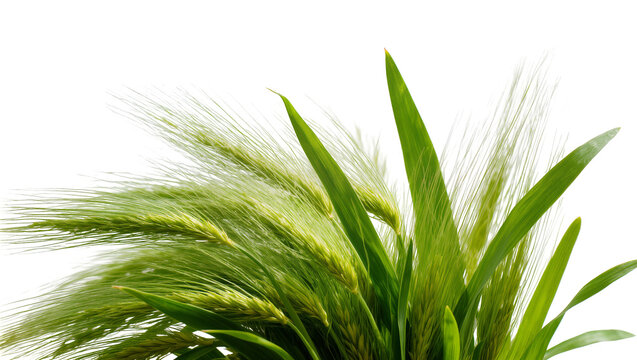 Green wheat ears with long blades, isolated on transparent background