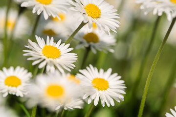 Fototapeta premium Common Daisies Blooming in Soft Green Meadow Light