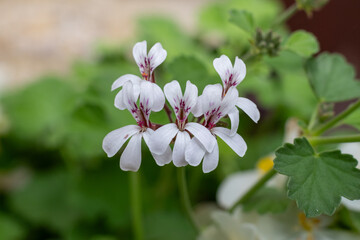 Fototapeta premium Ivy leaved pelargonium (pelargonium peltatum) flowers in bloom