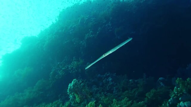 Underwater footage capturing a sleek cornetfish or trumpetfish gracefully swimming alongside a vibrant coral reef, with a bustling school of small fish in the background.