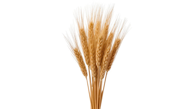 Golden wheat stalks with long awns, isolated on transparent background