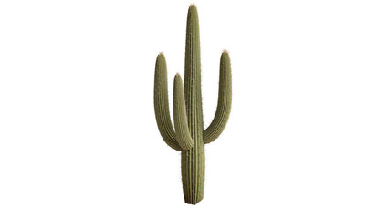 Tall saguaro cactus with multiple arms, isolated on transparent background © Eoin