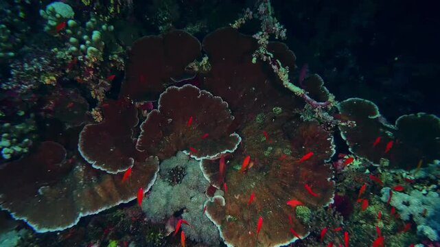 Dive into the mesmerizing beauty of a bustling coral reef ecosystem. This footage captures a vibrant underwater scene teeming with diverse marine life, including schools of colorful fish swimming amid
