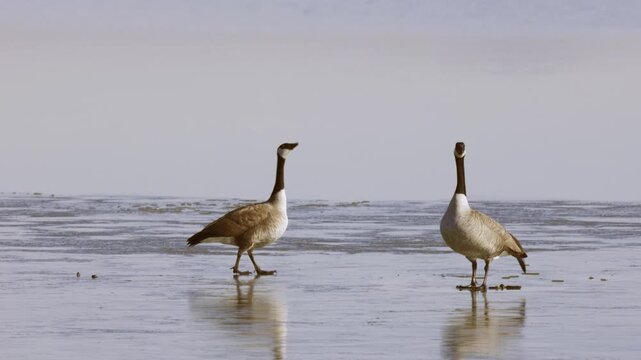 One of a pair of Canada Geese falls through the thin ice and scrambles to take flight on a cold sunny winter morning at the Bear River Migratory Bird Refuge in Brigham City Utah USA.