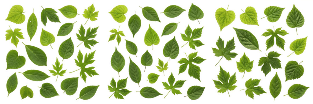 Set and collection of green leaves texture isolated on white transparent png background