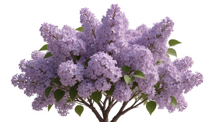 Abundant purple lilac bush with green leaves, isolated on transparent background © Eoin