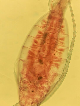 Microscopic View of Diaptomus Copepod Detailing Crustacean Anatomy and Ante