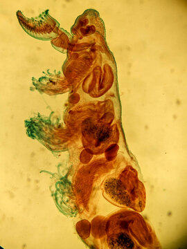 Microscopic View of Pectinatella Magnifica Bryozoan Colony Structure and Zo