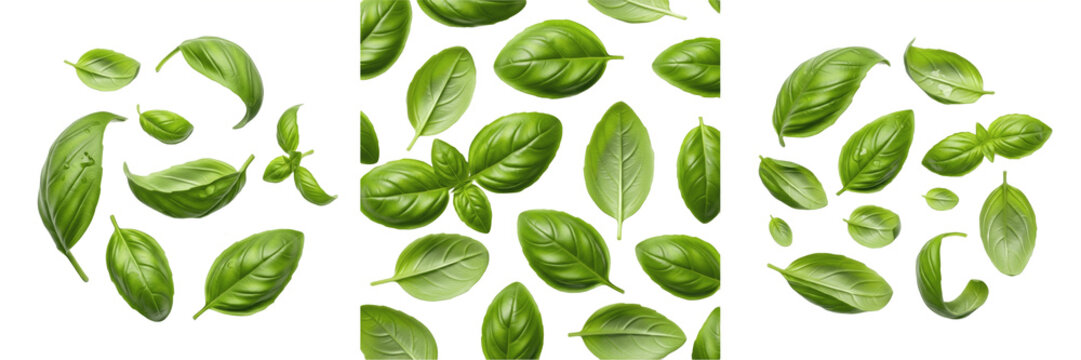 Fresh Green Basil Leaves PNG Set Isolated on White Background for Cooking Spices, Healthy Herb, Italian Cuisine, Realistic Botanical Plant Texture Graphic Design Assets.