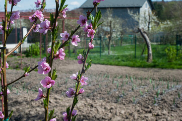 Obraz premium Peach blossom in the garden