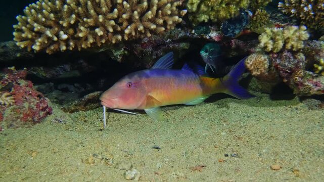 underwater scene featuring a brightly colored goatfish with prominent barbels actively foraging for food on the sandy seabed.