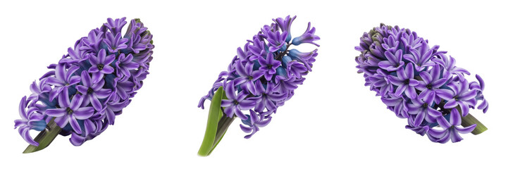 Set and collection Purple Hyacinth Flower isolated on white transparent png background