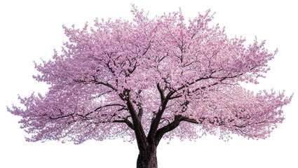 Mature cherry blossom tree with abundant pink flowers, isolated on transparent background © Eoin