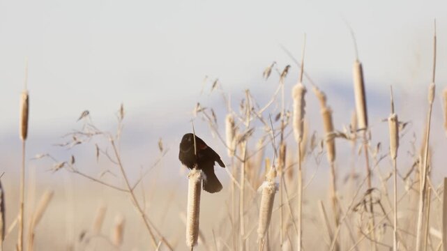 4k video of a Redwing Blackbird perched on a cattail in morning sun with other wild grasses in the background at the Bear River Migratory Bird Refuge in Utah USA, singing twice then flying away.