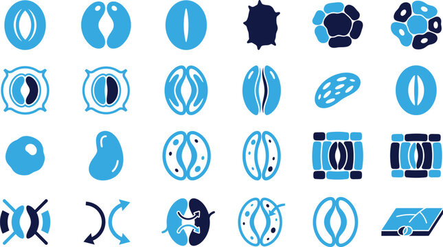 Stomata plant cells showing different shapes and opening states on white background vector illustration.