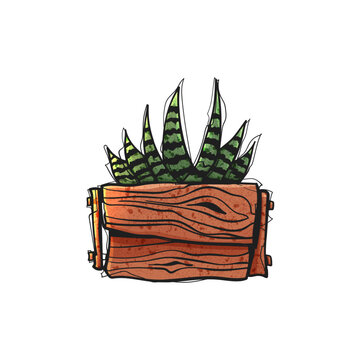 Watercolor Style Vector Snake Plant Sansevieria in Wooden Box Hand Drawn Illustration
