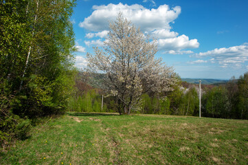 Obraz premium Spring cherry blossom landscape in the mountains of Europe.