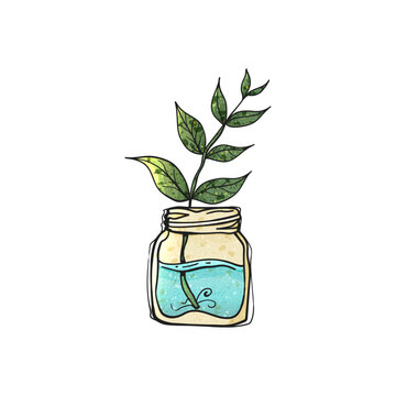 Watercolor Style Vector Plant Cutting in Glass Mason Jar Blue Water Hand Drawn Illustration