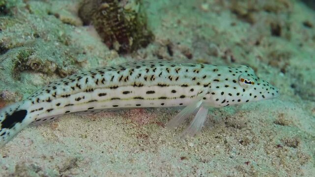 Close up footage of a Speckled Sandperch Parapercis pacifica resting or moving slowly on a sandy seabed, showcasing its distinctive spotted pattern and natural marine habitat.