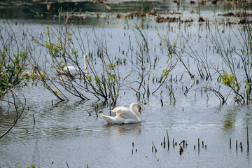 White swans swimming in wild wetland habitat © Iryna