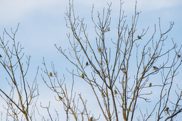 Obraz premium Wild birds perching on bare tree branches