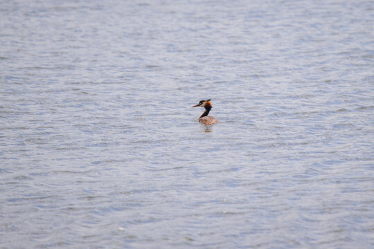 Great crested grebe wild bird swimming on water