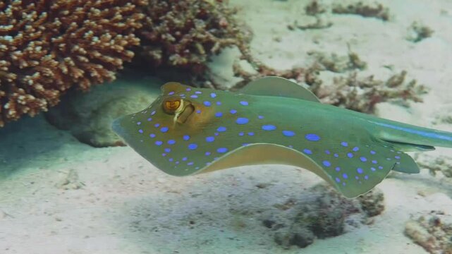underwater footage of a beautiful Bluespotted Ribbontail Ray Taeniura lymma gracefully swimming and gliding over a vibrant coral reef and adjacent sandy seabed.