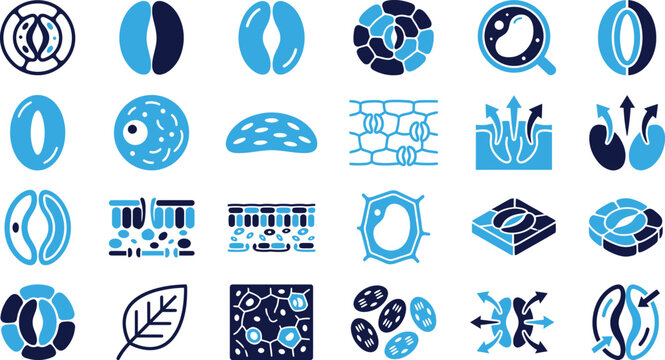 Plant biology icons stomata leaf cells photosynthesis and water transport in botanical science.
