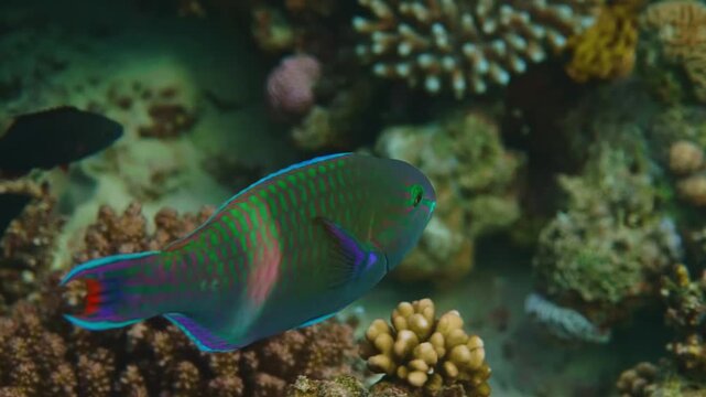 A colorful parrotfish, possibly a Scarus niger or Scarus quoyi, gracefully swims through a vibrant coral reef, showcasing the rich biodiversity of tropical underwater ecosystems.