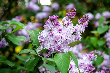 Fototapeta premium lilac Beauty of Moscow variety spring flowers selective focus close up blooming branch garden nature white pink petals fresh romantic mood soft light