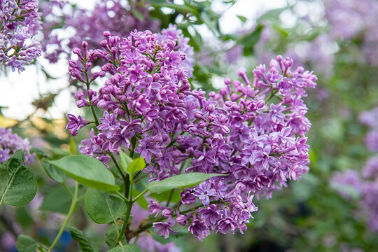 Double-flowered Michel Buchner lilac variety blooming in a botanical garden with selective focus