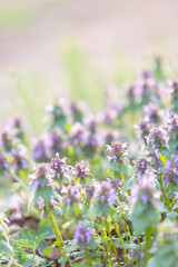 Obraz premium purple dead nettle flowers in the garden