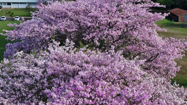 Florada das Paineiras da Universidade Estadual de Maring&aacute;, UEM - Maring&aacute;, Paran&aacute;, Brasil! Um v&iacute;deo a&eacute;reo de drone!