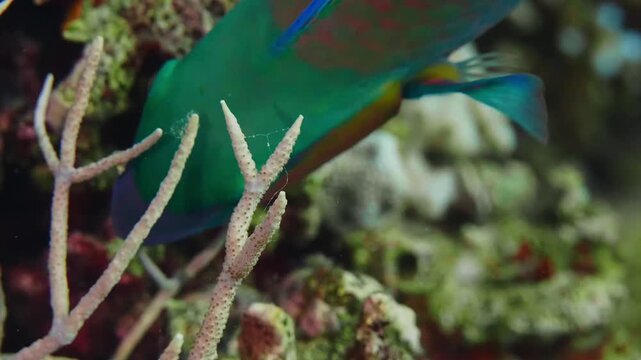 close up shot captures a colorful parrotfish, likely a Swarthy Parrotfish Scarus niger or similar species, actively feeding on a vibrant coral reef.