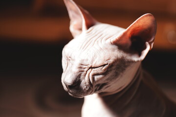 A close-up shot of a unique-looking cat without fur lying on the floor © Fotograf