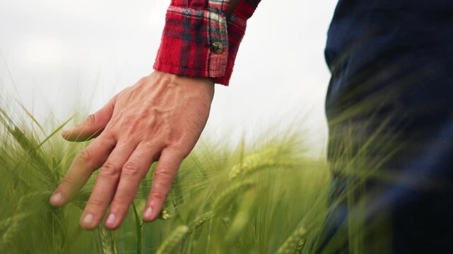 Farmer hand touching green wheat field crops in agriculture farming. Person gently touches grain stalks while walking through farmland. Agricultural worker inspects wheat harvest growth.