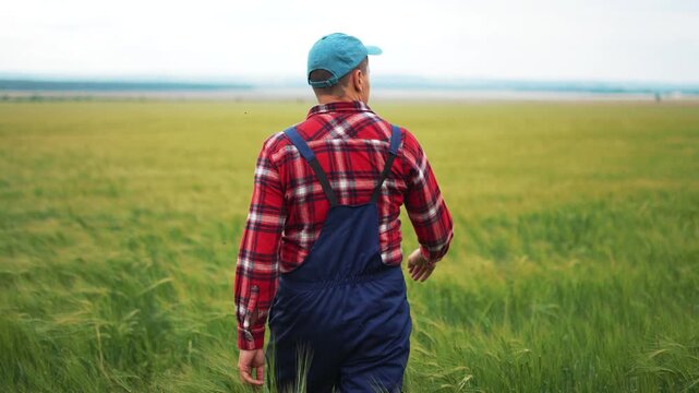 Farmer walks through green wheat field checking crop. Agricultural worker inspects grain farmland. Man in overalls surveys wheat plantation. Farmer examines cereal crop growth in rural field.