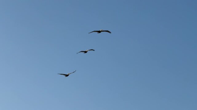Group of birds glides through wide empty sky creating a peaceful minimalist nature scene. Soft daylight emphasizes freedom, movement, and calm atmosphere.
