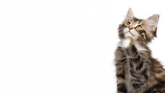 Pleading fluffy tabby kitten looking up with paw on chest on white background with large copy space left