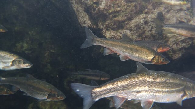 Slow moving school of fish with shimmering scales in rocky aquarium habitat