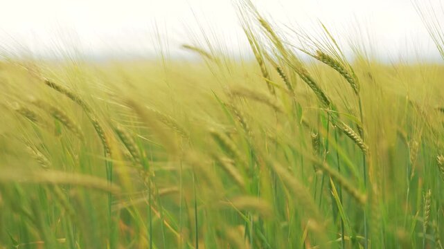 Green wheat ears sway in wind across vast field. Wheat stalks bend gently, filling crop field with motion. Cereal grain grows in lush agricultural field. Wind moves wheat ear in rippling waves.