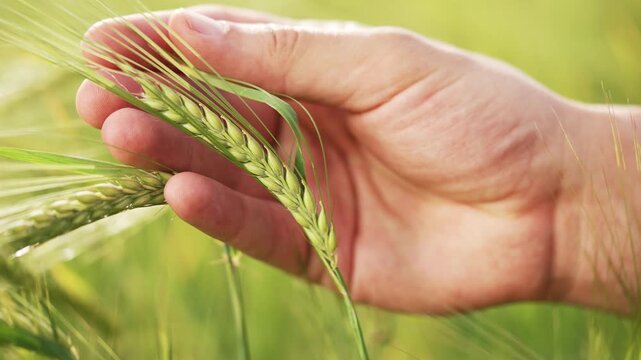 Farmer hand inspects green wheat ear in crop field. Wheat stalk grows in lush farmland. Fingers touch grain crop checking growth. Agriculture worker examines cereal plant. Green field beyond.