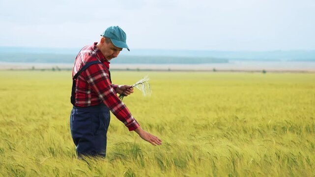Farmer inspects wheat ears in vast green field. Man holds grain stalks, examining wheat closely. Agronomist checks crop quality outdoors. Wheat harvest inspection by farmer in rural field.
