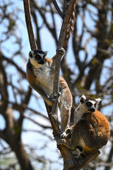 Fototapeta premium Arboreal behavior of a pair of ring-tailed lemurs in a wooded environment