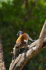 Fototapeta premium Close-up of a lemur (Lemur catta) looking back on a log