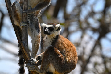 Fototapeta premium Exotic wildlife. Ring-tailed lemur during daytime activity