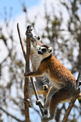 Naklejka premium Lemur catta balancing on a log. Detail of the texture of its fur